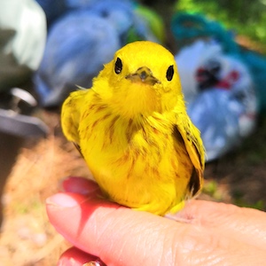 Bird Photo